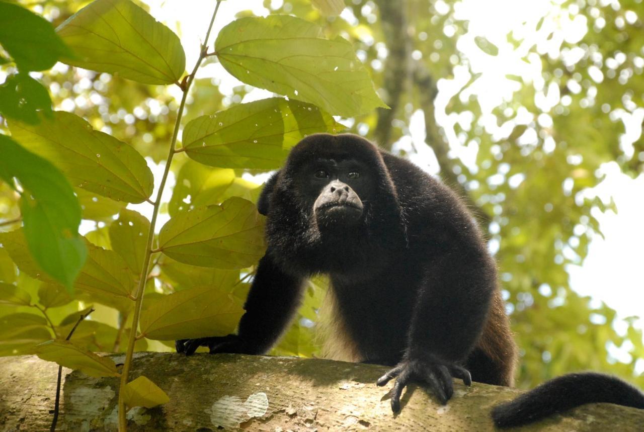 La Foresta Nature Resort Quepos Ngoại thất bức ảnh