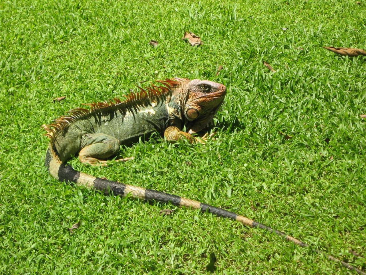 La Foresta Nature Resort Quepos Ngoại thất bức ảnh