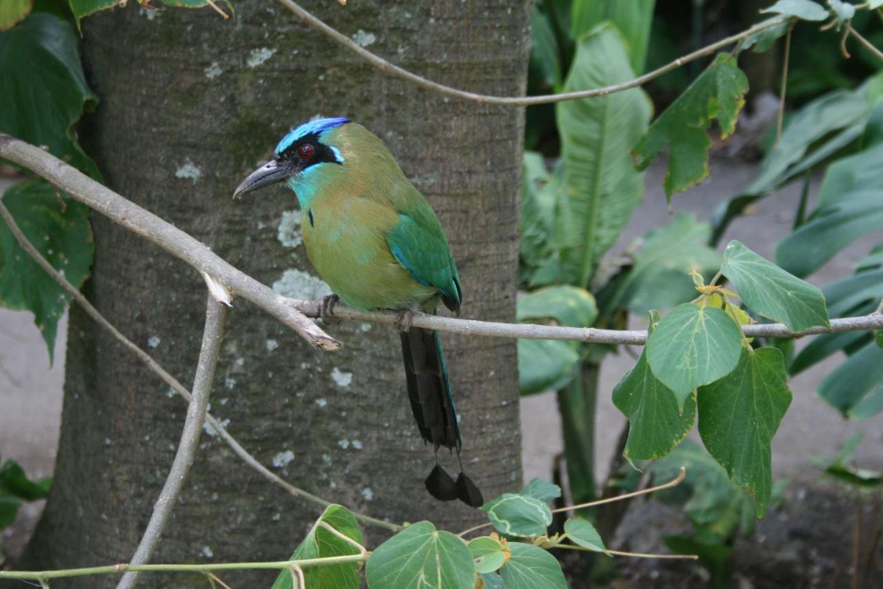 La Foresta Nature Resort Quepos Ngoại thất bức ảnh